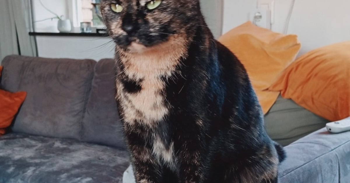 Heb jij Maya gezien? Dit huisdier wordt in Valkenburg aan de Geul vermist