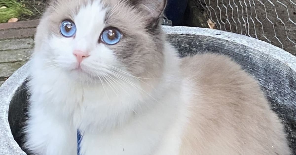 Heb jij Bob, Dani of Pita gezien? Deze acht huisdieren worden in Leiden vermist