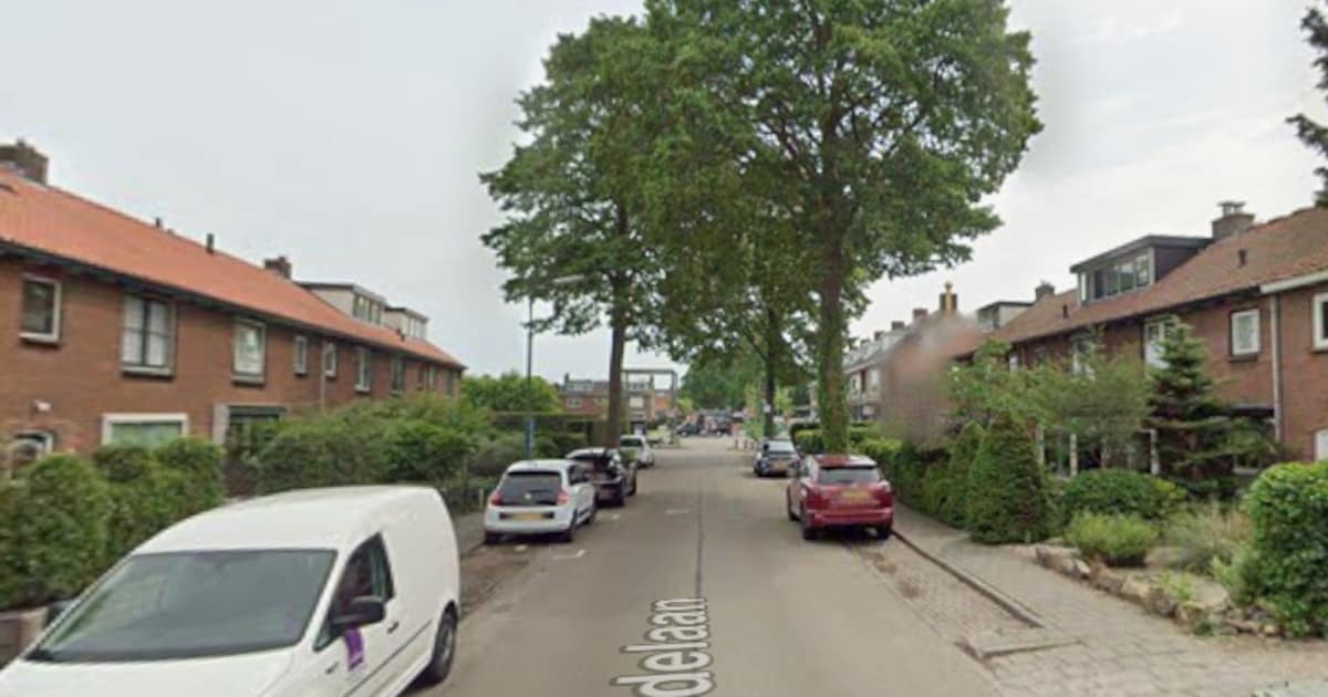 Lindelaan in Nieuw-Loosdrecht krijgt nieuwe bomenstructuur