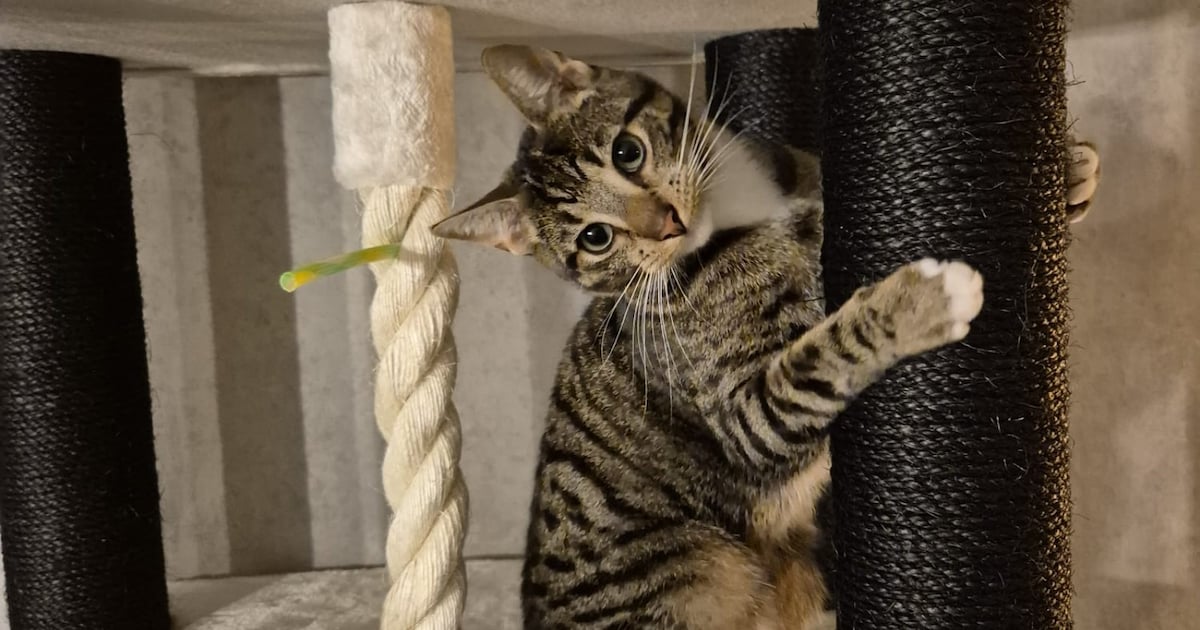 Heb jij Sil of Pumba gezien? Deze twee huisdieren worden in Ermelo vermist