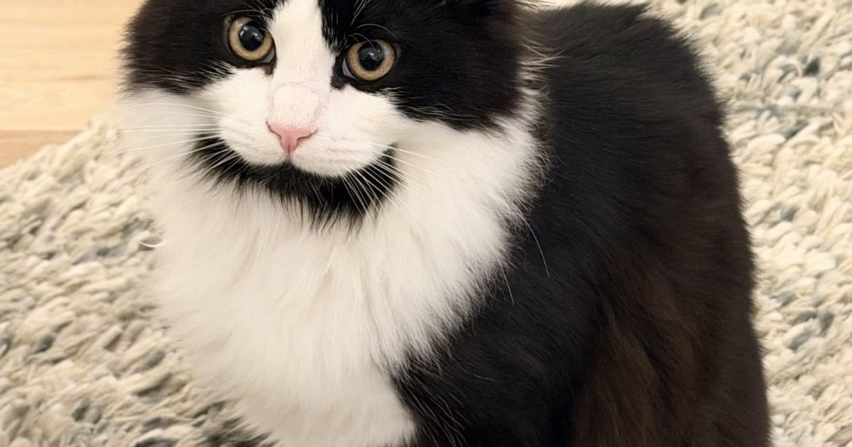 Heb jij Kiwi, Yuki of Zorro gezien? Deze 10 huisdieren worden in Apeldoorn vermist