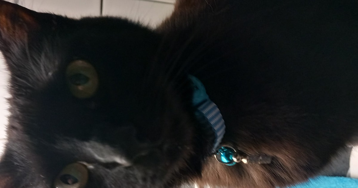 Heb jij Qui rit gezien? Dit huisdier wordt in Leiderdorp vermist