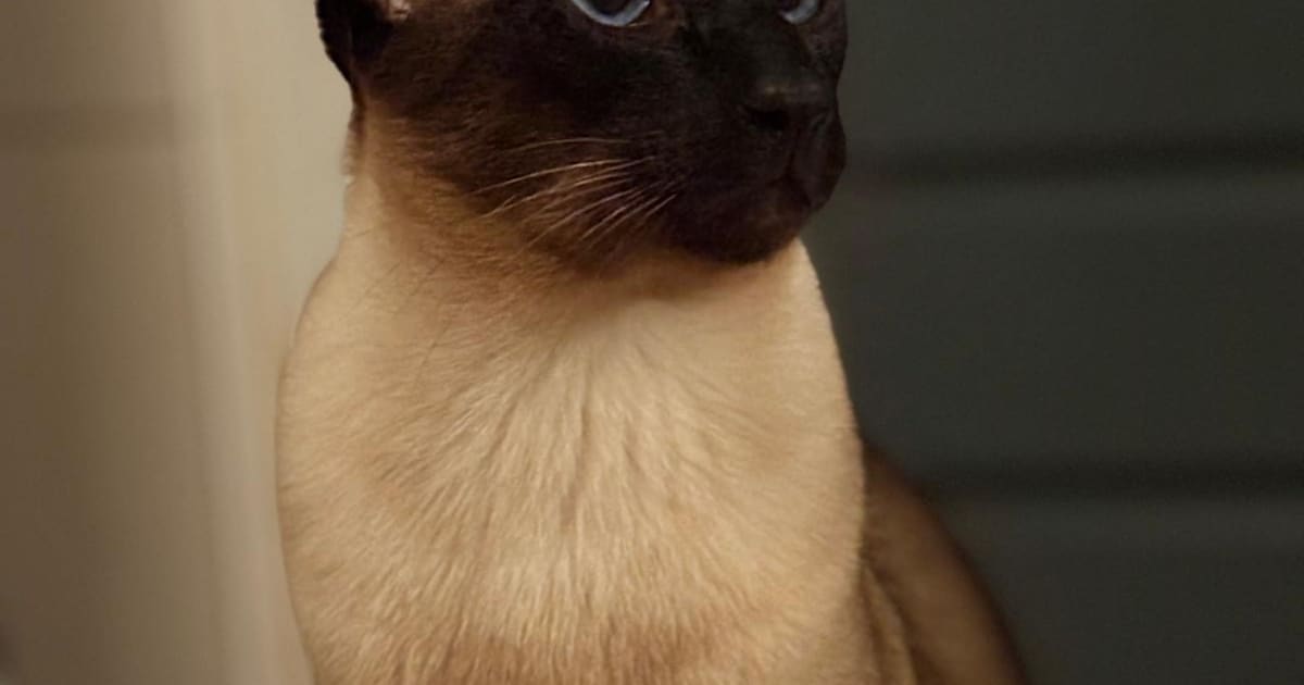Heb jij Mees gezien? Dit huisdier wordt in Eemnes vermist