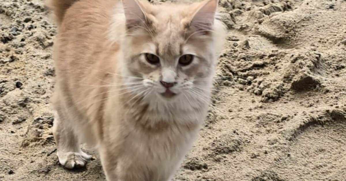 Heb jij Sarabi of Snowy gezien? Deze twee huisdieren worden in De Bilt vermist