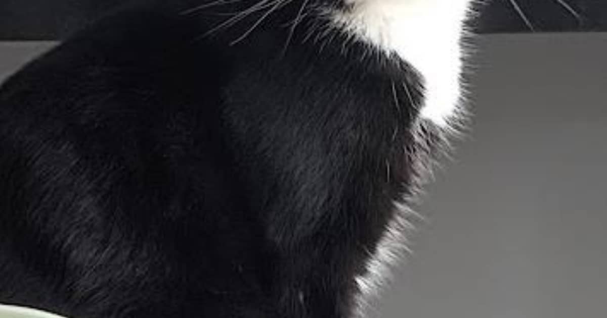 Heb jij Bacchus of Pip gezien? Deze twee huisdieren worden in Oegstgeest vermist