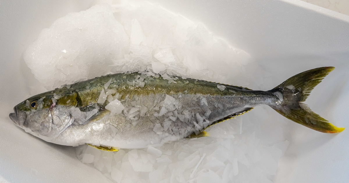 Toekomst Kingfish in Kats ziet er met IJslands geld weer rooskleurig uit
