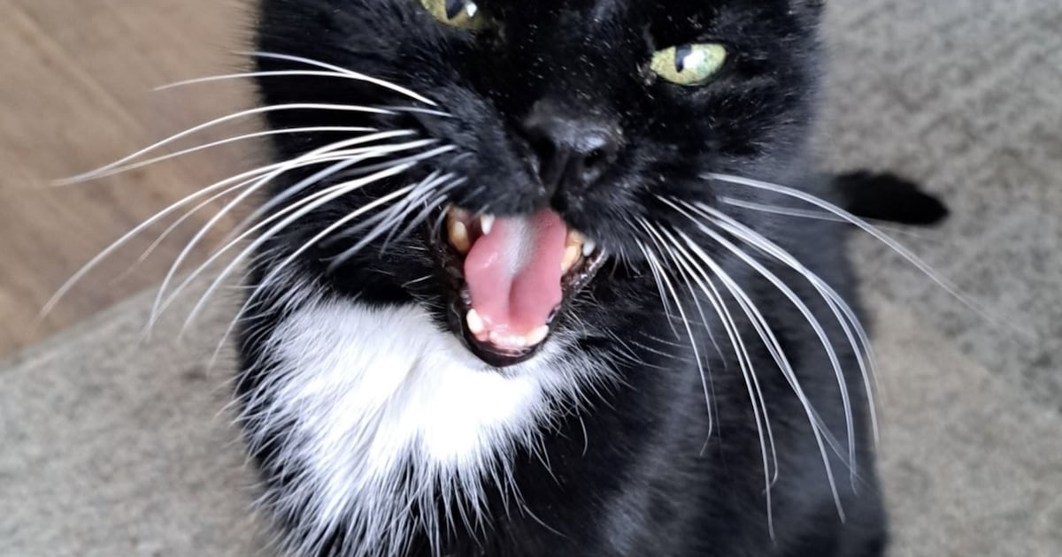 Heb jij Molly gezien? Dit huisdier wordt in Midden-Groningen vermist