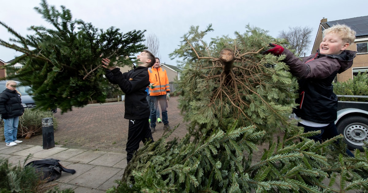 Kerstbomen worden 5 januari opgehaald op Terschelling: dit zijn de inzamelpunten