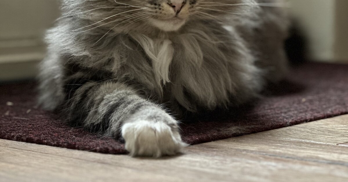 Heb jij Skipper of Jip gezien? Deze twee huisdieren worden in Tytsjerksteradiel vermist