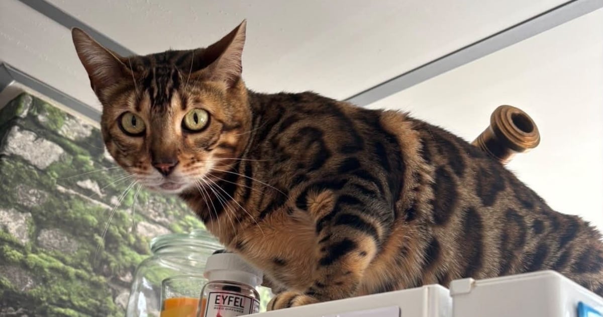 Heb jij Cleo of Sirocco gezien? Deze twee huisdieren worden in Beverwijk vermist