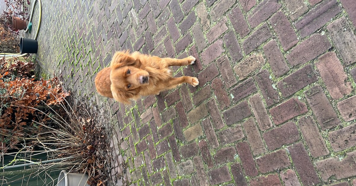 Heb jij Bulu gezien? Dit huisdier wordt in Peel en Maas vermist
