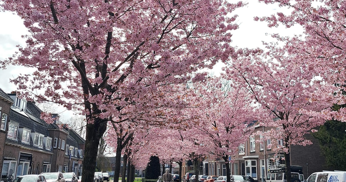 Dit is waarom Woerdenaren kiezelstenen en rozen op de Prins Bernardlaan leggen