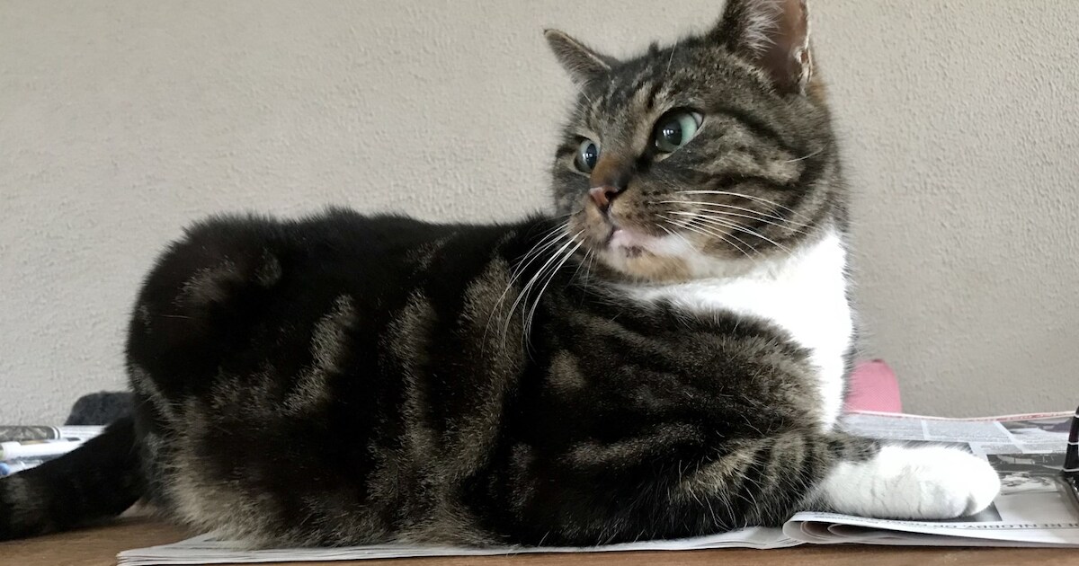 Heb jij Lidel gezien? Dit huisdier wordt in Wijk bij Duurstede vermist