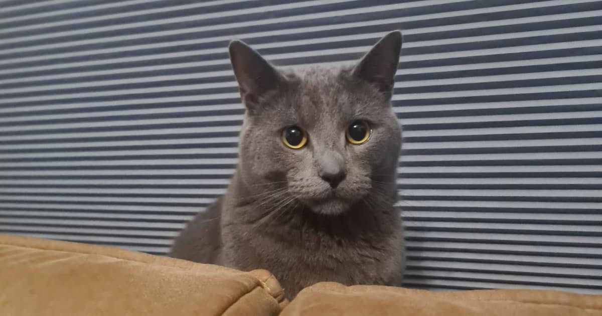 Heb jij Gümüs gezien? Dit huisdier wordt in Amersfoort vermist