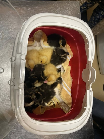 Pulletjes gered uit sloot in Scherpenzeel