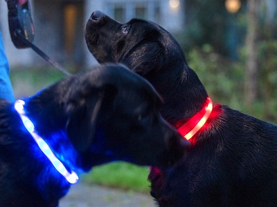 Wendy’s zwarte labradors verdwijnen in de schemer, tot de rode en blauwe halsbanden aangaan