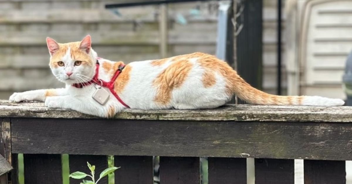 Heb jij Mick of Woezel gezien? Deze twee huisdieren worden in Meppel vermist