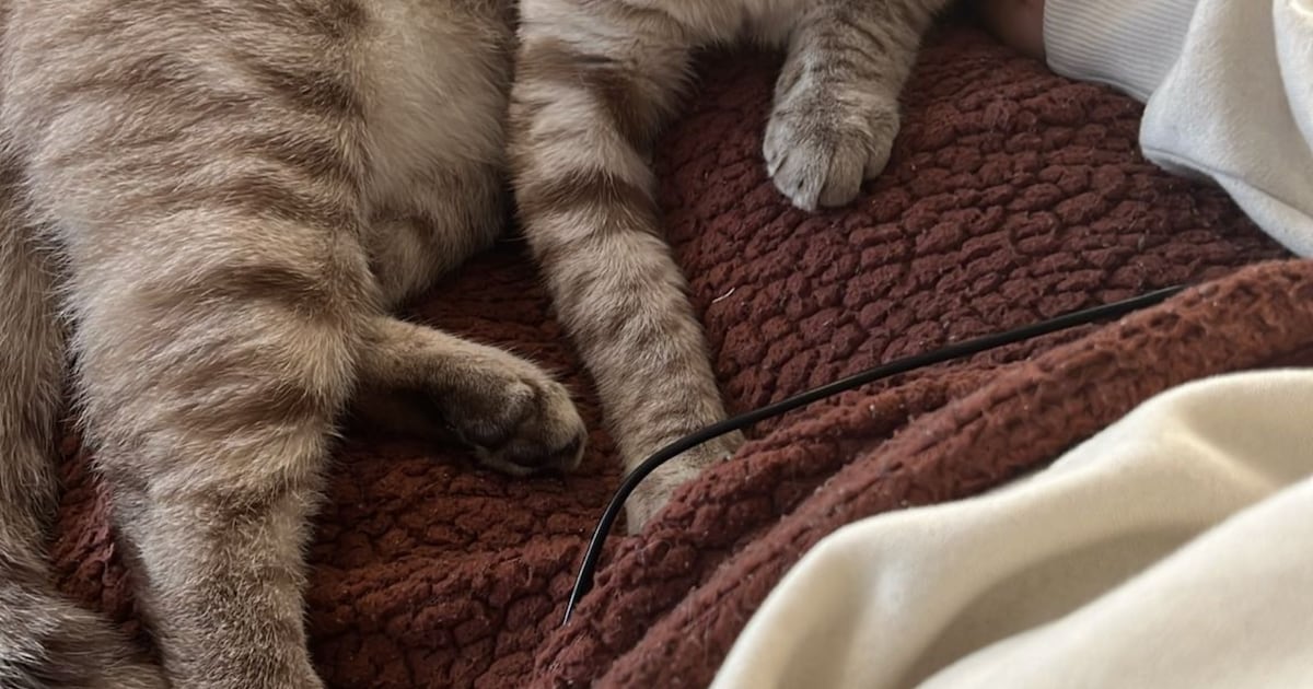 Heb jij Nala, Amy of Liese gezien? Deze zeven huisdieren worden in Almere vermist