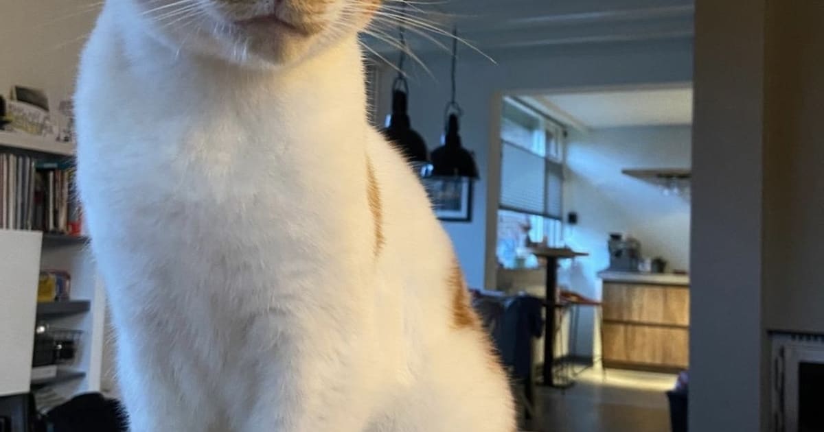 Heb jij Freek of Simba gezien? Deze twee huisdieren worden in Rhenen vermist