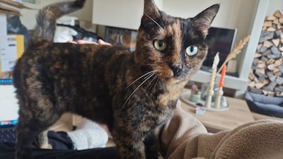 Heb jij Xiaomai of Beer gezien? Deze twee huisdieren worden in Ede vermist