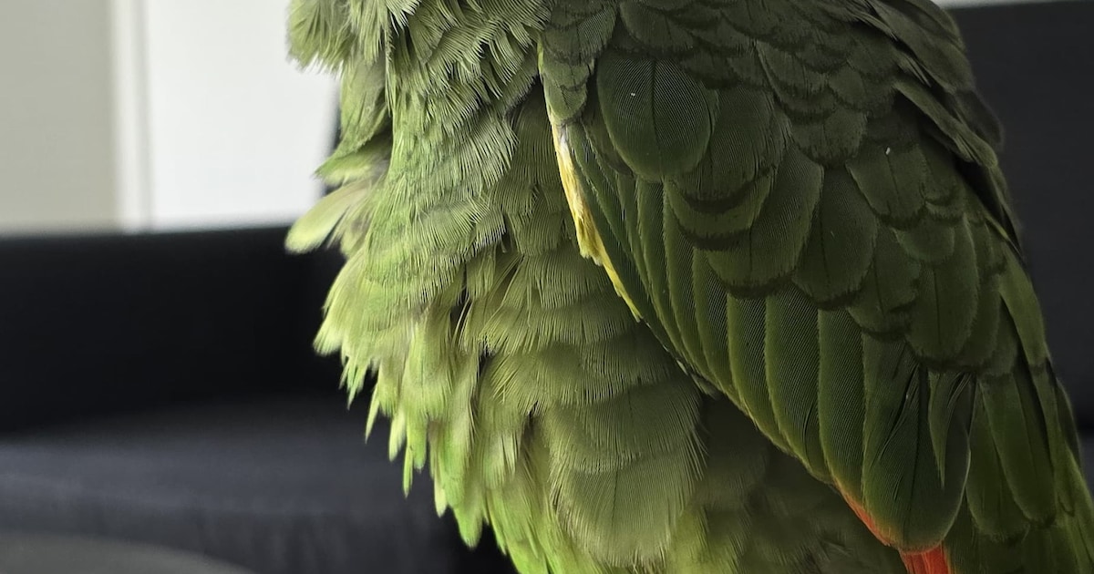 Heb jij Coco gezien? Dit huisdier wordt in Noordoostpolder vermist