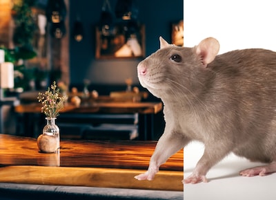 De rat rukt op in de horeca, wat doen Utrechtse ondernemers eraan om ze te weren?