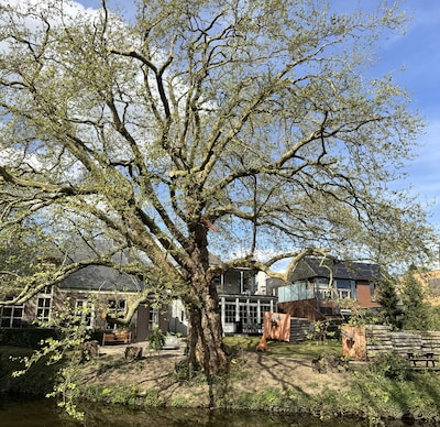 Doek valt nu toch voor reuzenboom in Veghel die aanval van bever overleefde