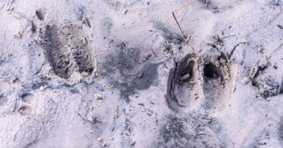 Zoektocht naar diersporen op landgoed Lichtenbeek in Oosterbeek