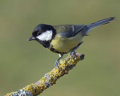 Nationale Tuinvogeltelling in Helmond: bijeenkomst IVN met ontbijt