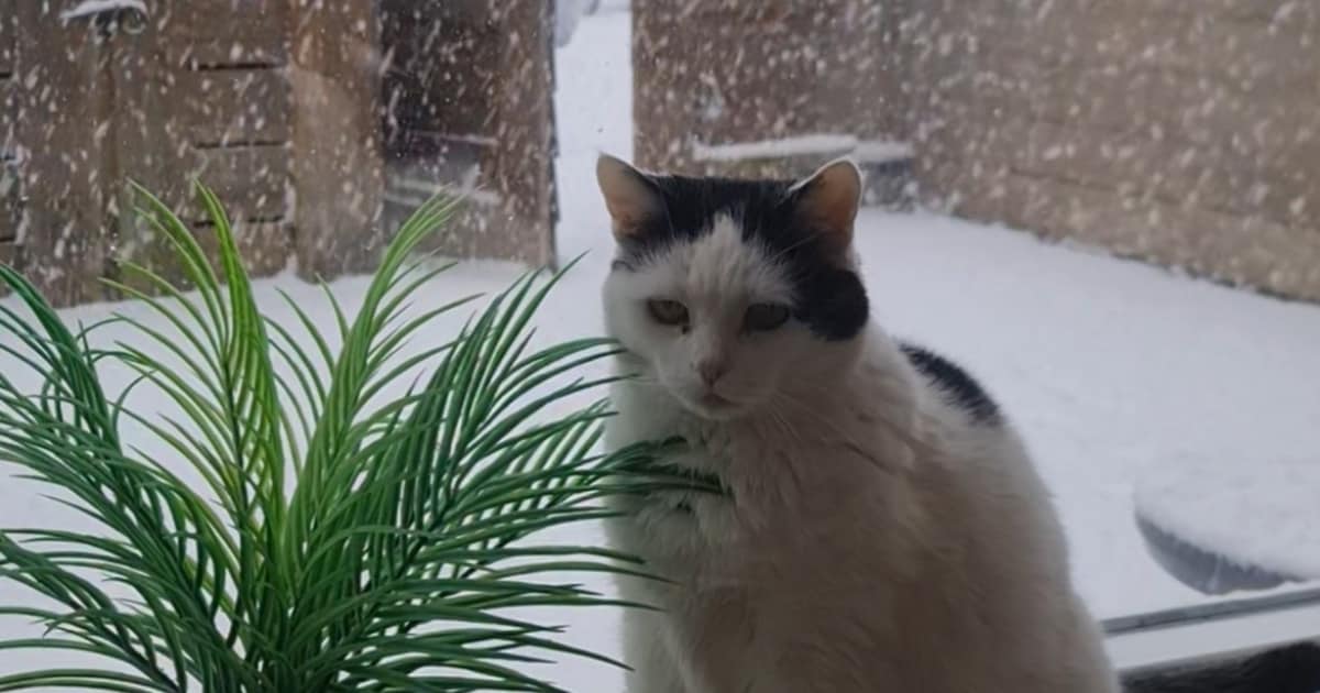 Heb jij Sarah gezien? Dit huisdier wordt in Halderberge vermist