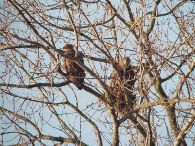 Zeearenden bij de Oude Waal: moet nu ook de Vlietberg op slot voor recreanten?