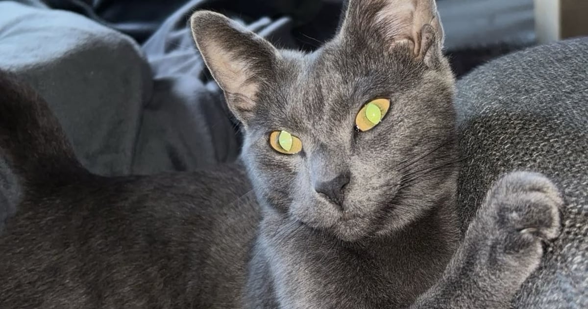 Heb jij Murk of Ivy gezien? Deze twee huisdieren worden in Dantumadiel vermist