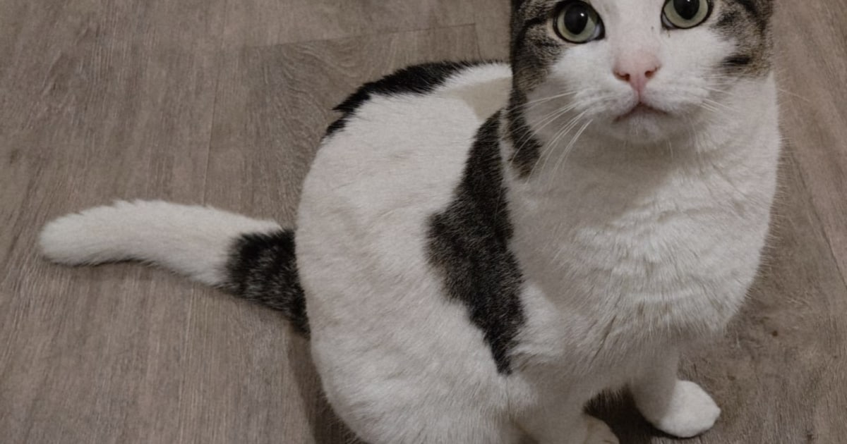 Heb jij Piet, Pasha of Lexi gezien? Deze drie huisdieren worden in Bergen vermist