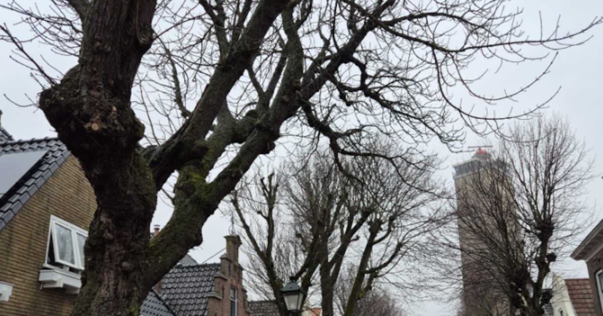 Zieke bomen worden gekapt in Torenstraat op Terschelling