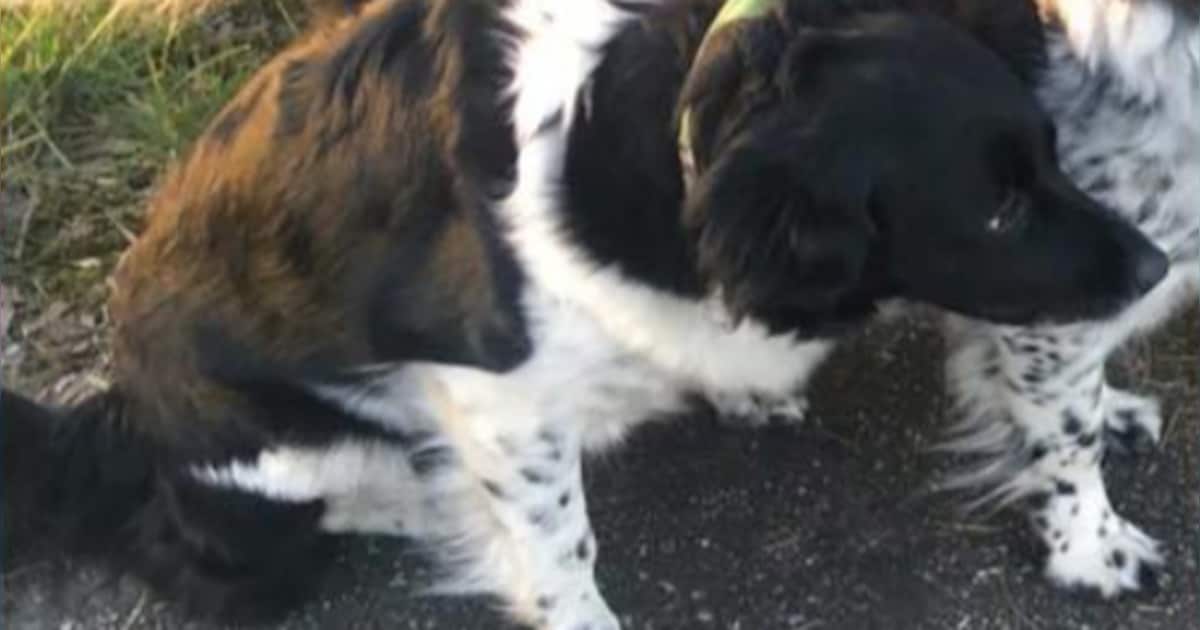 Betsie klom uit auto na dodelijk ongeluk op N355 bij Grijpskerk: hondje al een dag vermist