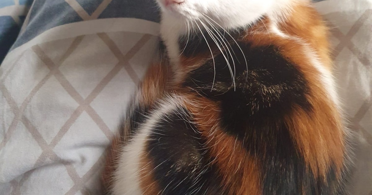 Heb jij Puk, Pip of Sana gezien? Deze vier huisdieren worden in Nijkerk vermist