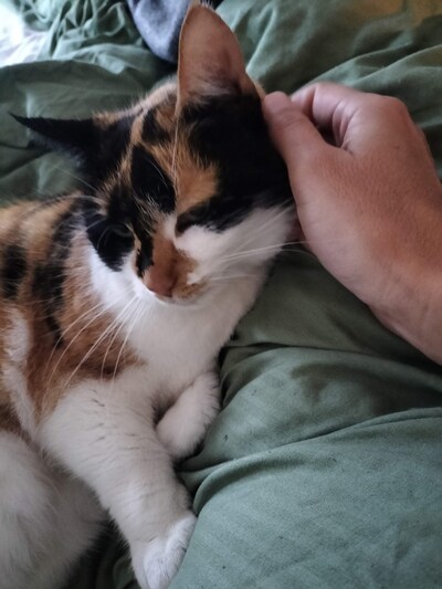 Heb jij Noa, Rooie of Lizzy gezien? Deze zeven huisdieren worden in Westland vermist