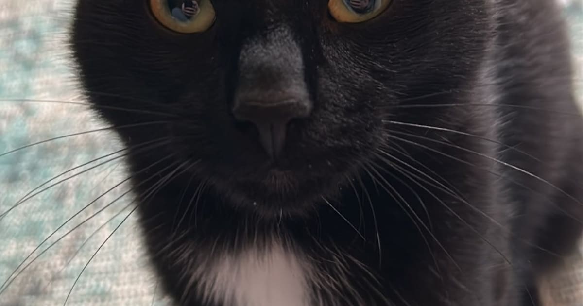 Heb jij Bloem, Poezenmeis of Julius gezien? Deze drie huisdieren worden in Heiloo vermist