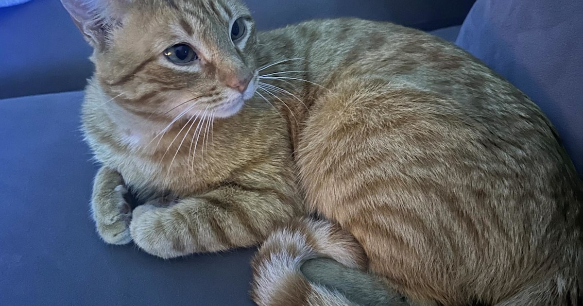 Heb jij Poenkie, Rémy of Dapper gezien? Deze vier huisdieren worden in Diemen vermist