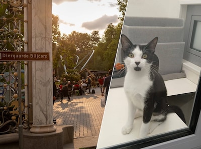 Kitten onder hek van Blijdorp doorgeschoven, politie onderzoekt strafbare dumping