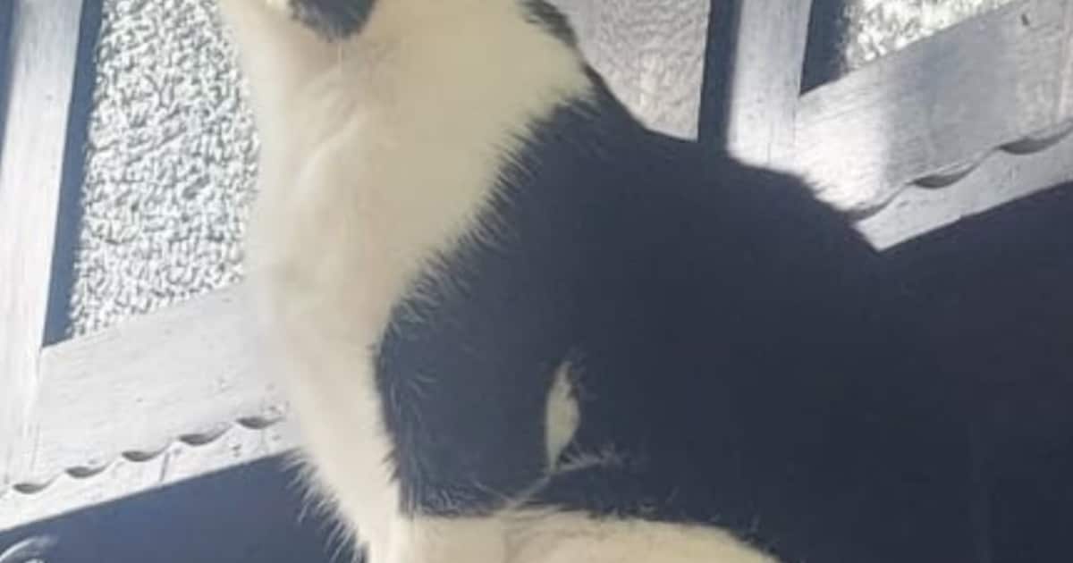 Heb jij Puk gezien? Dit huisdier wordt in Oegstgeest vermist