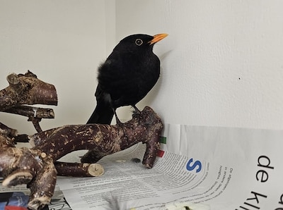 Open day at bird hospital in Haarlem with crafts, games and coloring pages