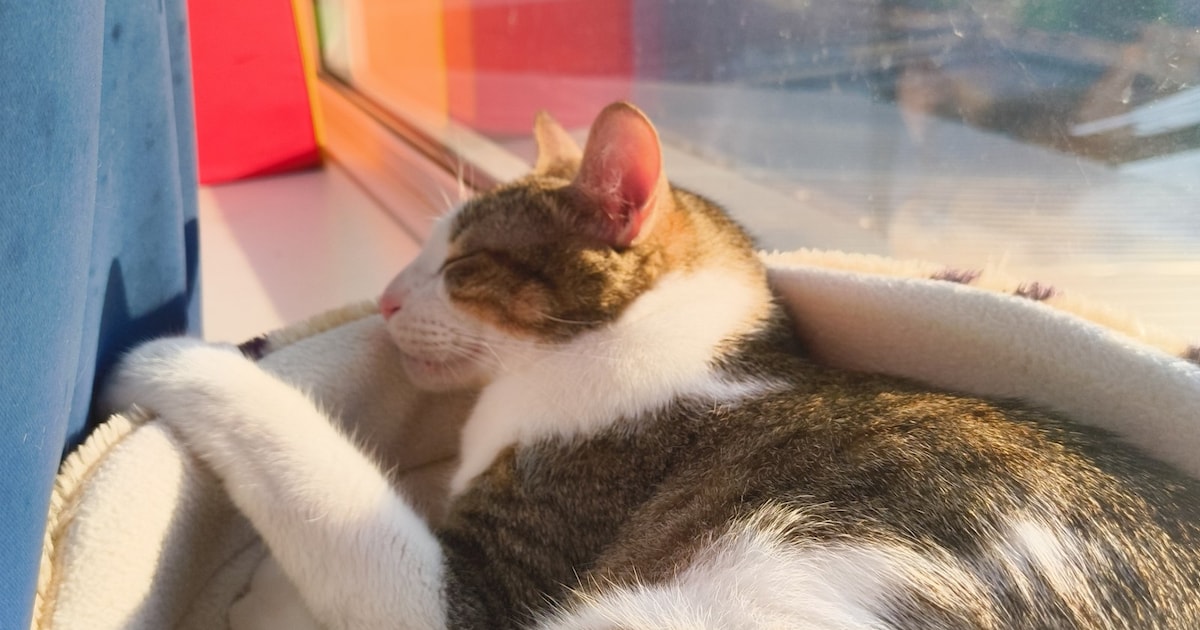 Heb jij Simba, Tammo of Spip gezien? Deze vier huisdieren worden in Groningen vermist