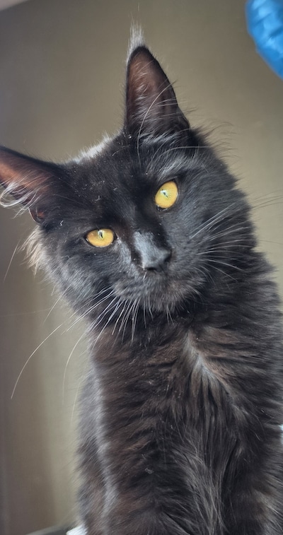 Heb jij Gradje of Fanny gezien? Deze twee huisdieren worden in Waalwijk vermist