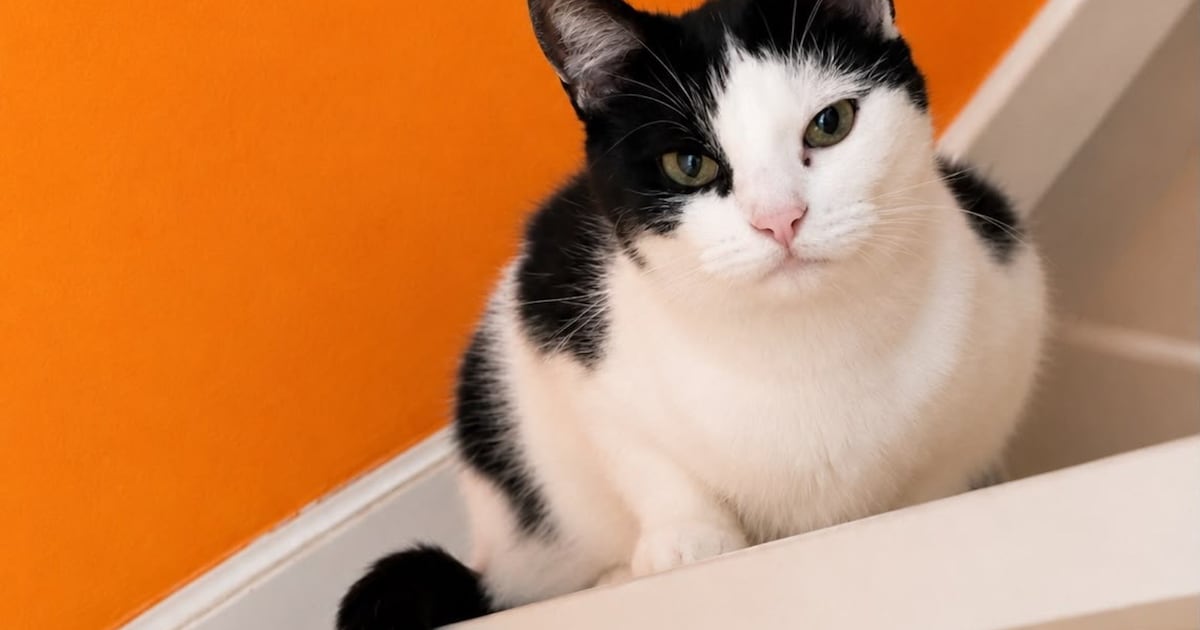 Heb jij Pluk, Houdini of Bella gezien? Deze drie huisdieren worden in Culemborg vermist