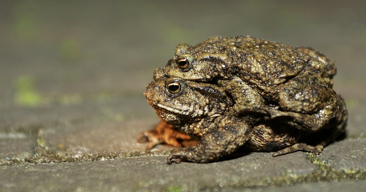 Paddentrek in Leusden: let op padden bij Asschatterweg en meld drukke plekken