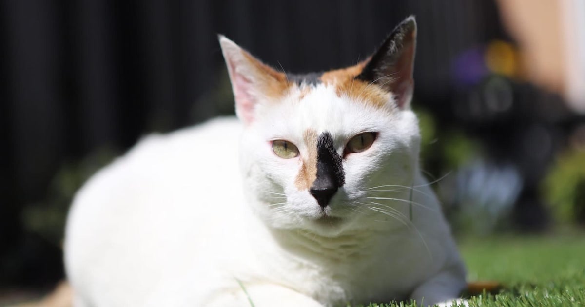 Heb jij Hugo, Claire of Kriek gezien? Deze drie huisdieren worden in Woensdrecht vermist