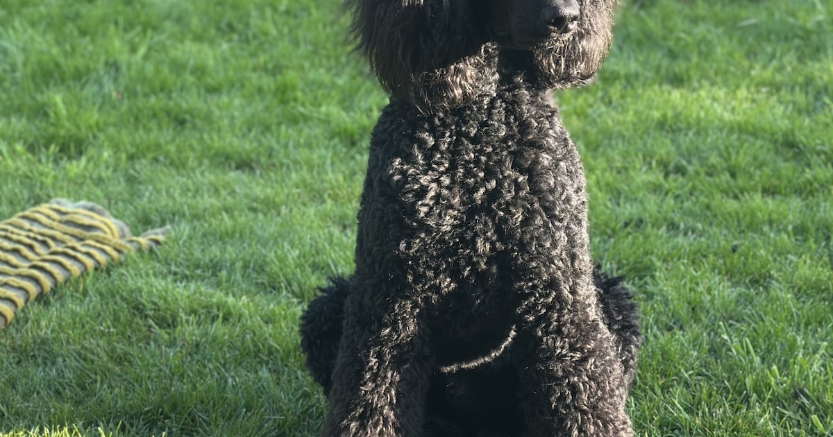 Heb jij Kobi gezien? Dit huisdier wordt in Heeze-Leende vermist