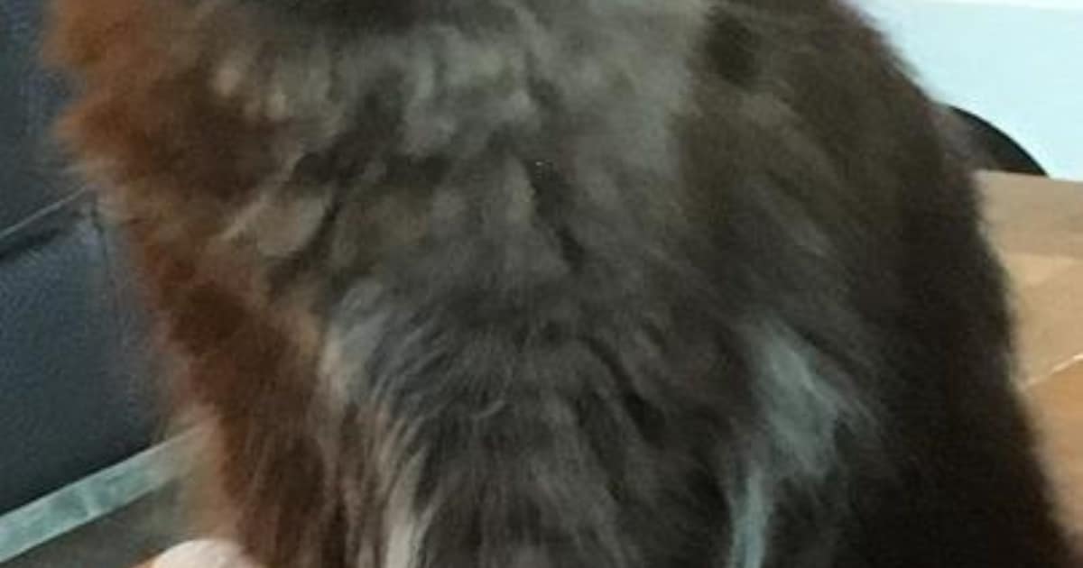 Heb jij Eef, Maas of Pip gezien? Deze drie huisdieren worden in Maashorst vermist