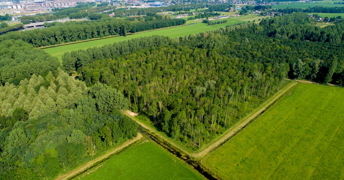 Wandeling naar historische Overtoom in Alblasserbos